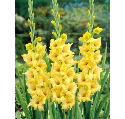 Gladiolus ´Nova Lux´ / Mečík, bal. 10 ks, 12/14