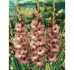 Gladiolus ´Indian Summer´ / Mečík, bal. 7 ks, 12/14