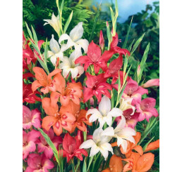 Gladiolus nanus mix / Zmes trpasličích mečíkov, bal. 10 ks, 8/9