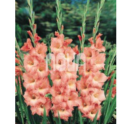 Gladiolus ´Rose Supreme´ / Mečík, bal. 10 ks, 12/14