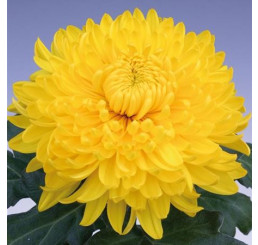 Dendranthema x indicum / Chrysanthemum ´Golden Alex Bedser´/ Chryzantéma, K9