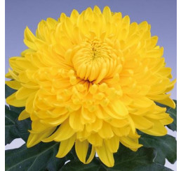 Dendranthema x indicum / Chrysanthemum ´Golden Alex Bedser´/ Chryzantéma, bal. 3 ks, 3xK9