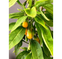 Lycium chinense  ´Golden Goji´ / Kustovnica čínska / Goji, C2