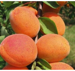 Prunus armeniaca ´Goldrich´ (Sungiant) / Marhuľa stredne skorá, St.Julien