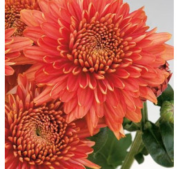 Dendranthema x indicum / Chrysanthemum ´Gompie Red´/ Chryzantéma, bal. 3 ks, 3xK9