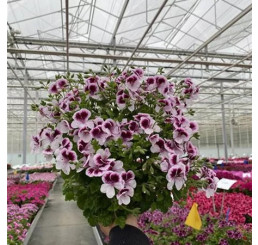 Pelargonium spec. Grandeur® Odorata Citrus Floral  / Muškát voňavý, K7