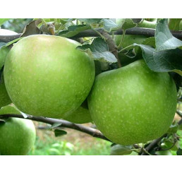 Malus domestica ´Granny Smith´ / Jabloň zimná, M26