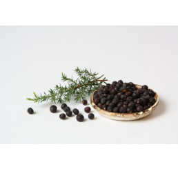 BIO Juniperus communis 'Meyer' / Borievka na grilovanie, K12