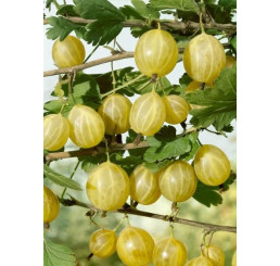 Ribes grossularia ´Lady Sun´ / Egreš rezistentný žltý, krík, 2-3 výh.,  štep. 