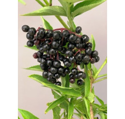 Sambucus nigra ´Haidegg 17´ / Baza čierna, C2, 30+, vyviazaná