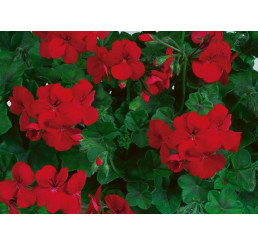 Pelargonium pelt. Happy Face® Red® / Muškát previsnutý, K7