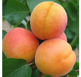 Prunus armeniaca ´Harcot´ / Marhuľa, St. Julien