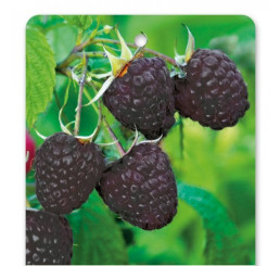 Rubus idaeus ´Heban´ / Malina čierna, C1