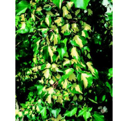 Hedera helix ´Gold Heart´ / Brečtan, 60-80 cm, C1,5