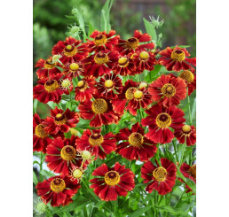 Helenium bigelovii ´Rubinzwerg´ / Helénium, K9