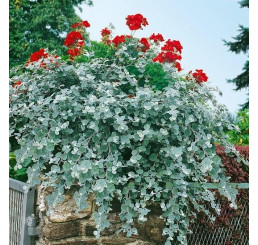 Helichrysum petiolare ´Silver Super Compact´ / Helichrysum, bal. 6 ks, 6x K7