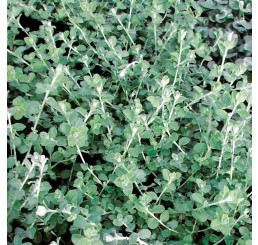 Helichrysum petiolare ´Silver Super Compact´ / Helichrysum, bal. 6 ks sadbovačov
