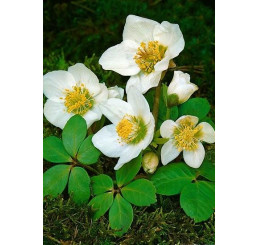 Helleborus niger ´Christmas Carol´ / Čemerica, K9