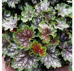 Heuchera americana Marvelous Marble / Heuchera, K9
