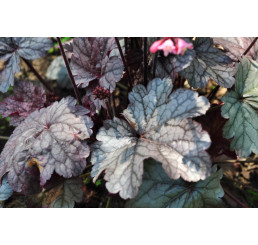 Heuchera 'Milan' / Heuchera, K11
