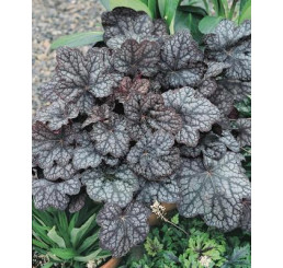 Heuchera ´Amethyst Myst´ / Heuchera, K9