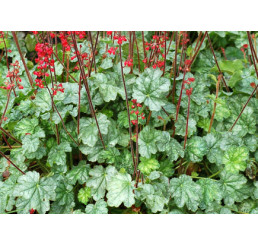 Heuchera 'Lipstick' / Heuchera, K11