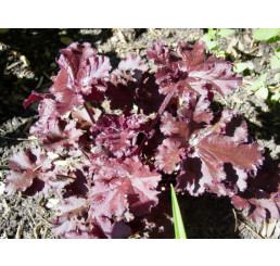 Heuchera americana Melting Fire / Heuchera, K11