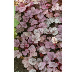 Heuchera x hybrida ´Shanghai´ / Heuchera, C1