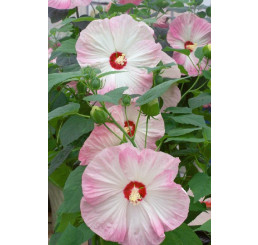 Hibiscus moscheutos ´Nippon Blush F1´ / Ibištek bahenný  ružový, K9