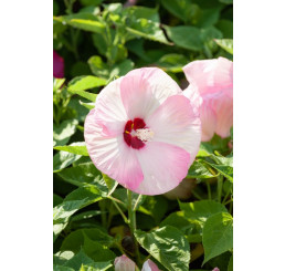 Hibiscus moscheutos ´Rose Clair´ / Ibištek bahenný bielo-ružový, C2