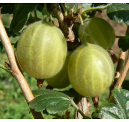 Ribes grossularia ´Hinnonmaki Gelb´ / Egreš žltý rezistentný, kmienok, 2-3 výh., rib. zl., C2