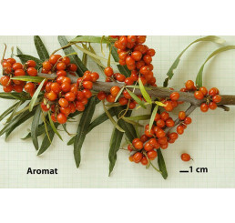 Hippophae rhamnoides ´Aromat´ / Rakytník rašetliakový, samičia r., K9