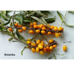 Hippophae rhamnoides ´Botanika´ / Rakytník rašetliakový, samičia r., K9