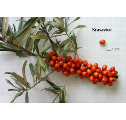 Hippophae rhamnoides ´Krasavice´ / Rakytník rašetliakový, samičia r., K9