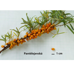 Hippophae rhamnoides ´Pantelejevská´ / Rakytník rašetliakový, samičia r., K9