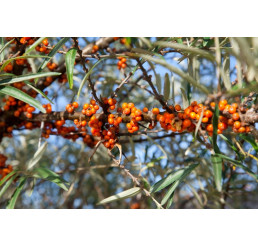 Hippophae rhamnoides ´Perčik´ / Rakytník rašetliakový, samičia r., K9