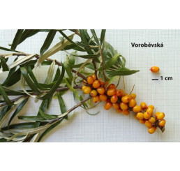 Hippophae rhamnoides ´Voroběvská´ / Rakytník rašetliakový, samičia r., K9