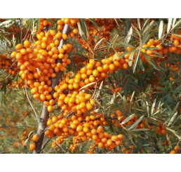 Hippophae rhamnoides / Rakytník rašetliakový, samičia r., K9