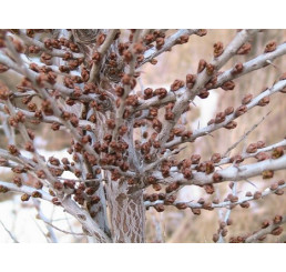 Hippophae rhamnoides ´K +´ / Rakytník rašetliakový opeľovač, samčia r., K9