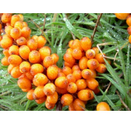 Hippophae rhamnoides ´Klaudie´ / Rakytník rašetliakový, 30-40 cm, K9