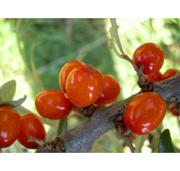 Hippophae rhamnoides / Rakytník rašetliakový, samičia r., K9