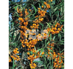 Hippophae rhamnoides / Rakytník rašetliakový, 50-60 cm, C3