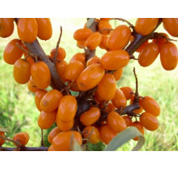 Hippophae rhamnoides / Rakytník rašetliakový kolekcia, pár rastlín, 2xK9