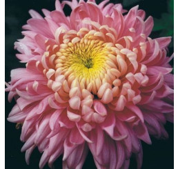 Dendranthema x indicum / Chrysanthemum ´Holiday Rose´/ Chryzantéma, K9