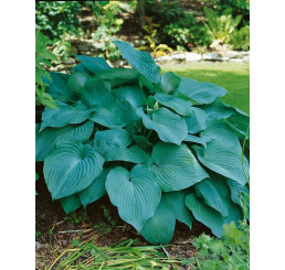 Hosta hybrid ´Blue Angel´ / Hosta / Funkia, K9/C1