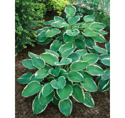 Hosta ´Francee´ / Hosta / Funkia, K9