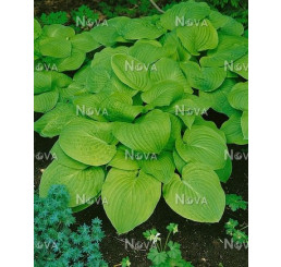 Hosta ´August Moon´ / Hosta / Funkia, C1