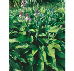 Hosta ´Wide Brim´ / Hosta / Funkia, C1