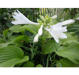 Hosta plantaginea 'Grandiflora' / Funkia skorocelová, C1