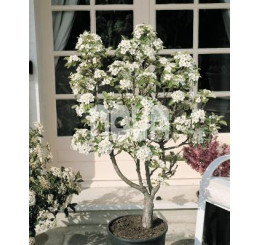 Pyrus communis ´Garden Gem´® / Hruška zakrslá, 60-80 cm, stĺpovitá, C5